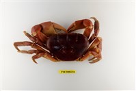 藏品(紫地蟹)的圖片